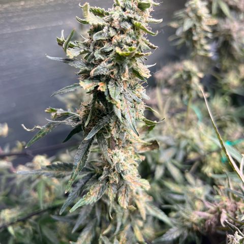 The volunteer (Maui Waui) growlog timeline photo