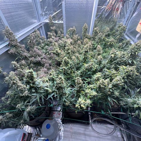 The volunteer (Maui Waui) growlog timeline photo