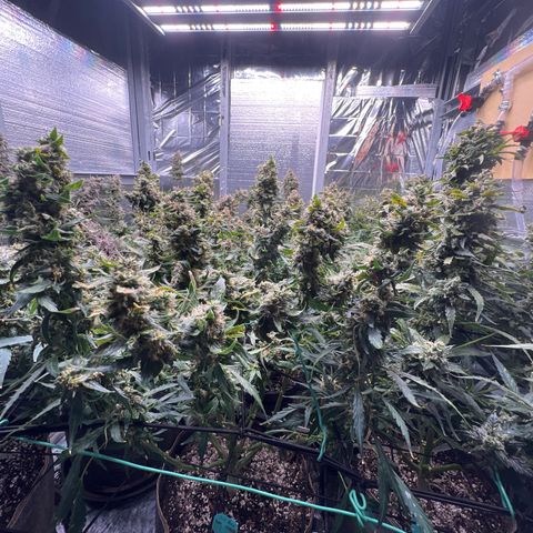 The volunteer (Maui Waui) growlog timeline photo