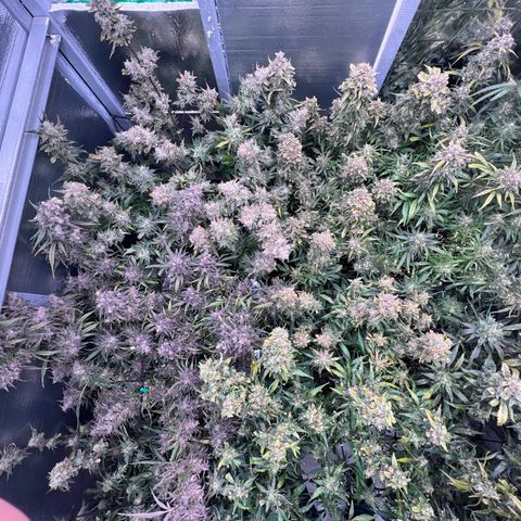 The volunteer (Maui Waui) growlog timeline photo
