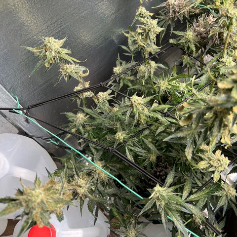 The volunteer (Maui Waui) growlog timeline photo
