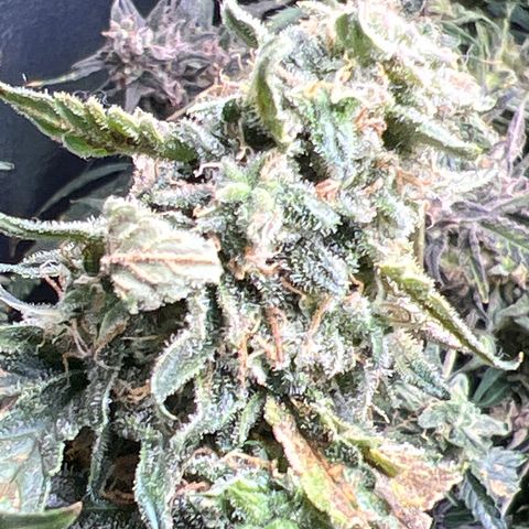 The volunteer (Maui Waui) growlog timeline photo