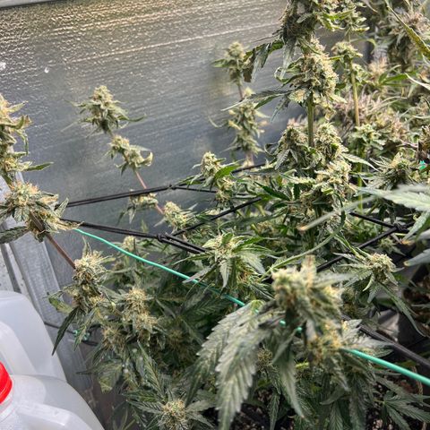 The volunteer (Maui Waui) growlog timeline photo