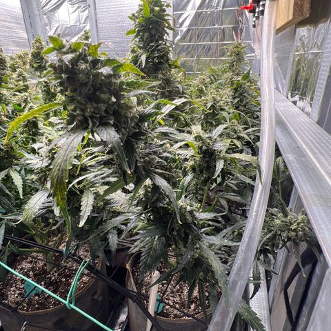 Maui waui 2 growlog timeline photo