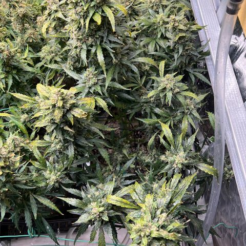 Maui waui 2 growlog timeline photo