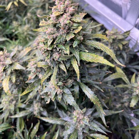 Maui waui 2 growlog timeline photo