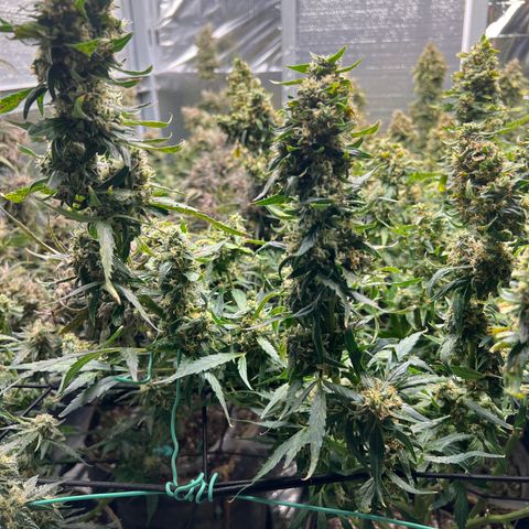 Original Auto Jack Herer growlog photo: Blueberry kush back drop