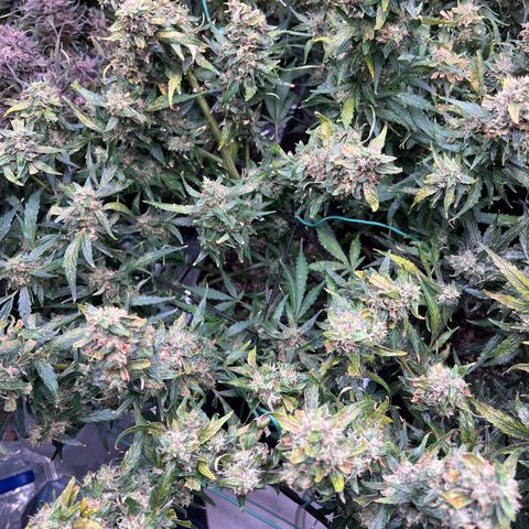 Original Auto Jack Herer growlog photo: Blueberry kush back drop