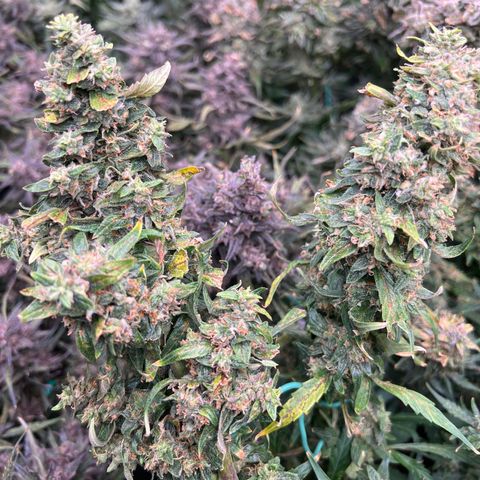 Original Auto Jack Herer growlog photo: Blueberry kush back drop