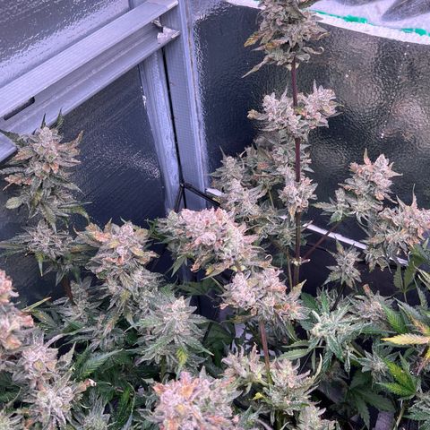 Arctic Sunset growlog timeline photo