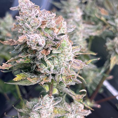 Arctic Sunset growlog timeline photo