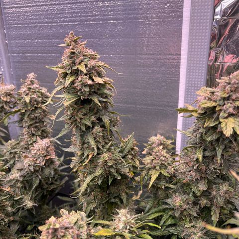 Mimosa Cake Auto growlog timeline photo