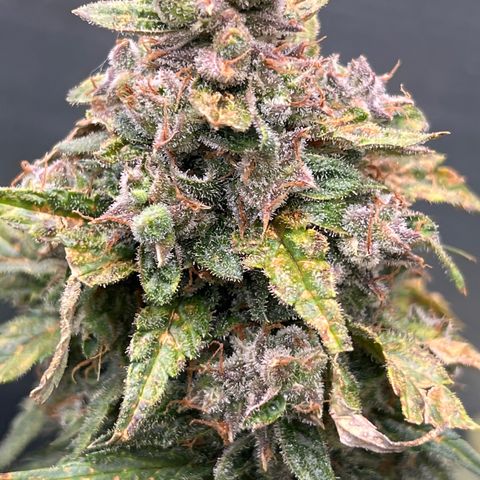 Mimosa Cake Auto growlog timeline photo
