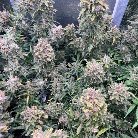 Mimosa Cake Auto growlog timeline photo