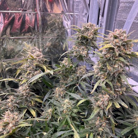 Wedding Glue Auto growlog timeline photo