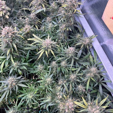 Wedding Glue Auto growlog timeline photo