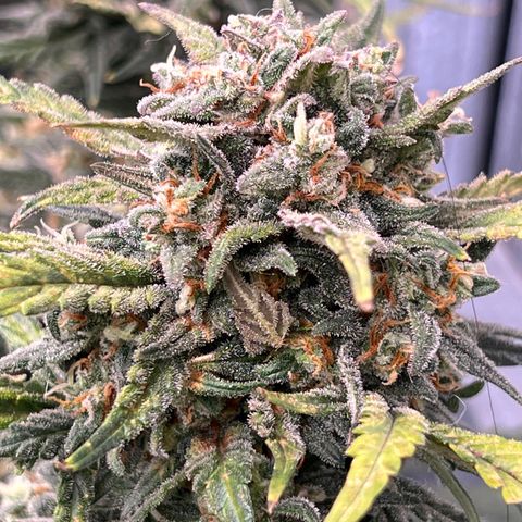 Wedding Glue Auto growlog timeline photo