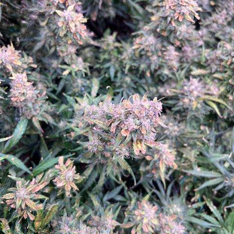 Hawaii Maui Waui Automatic growlog timeline photo