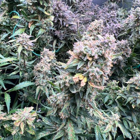 Hawaii Maui Waui Automatic growlog timeline photo