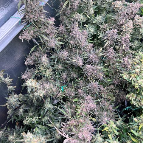 Blueberry Kush Automatic growlog timeline photo