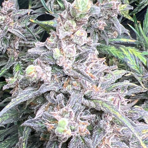 Blueberry Kush Automatic growlog timeline photo