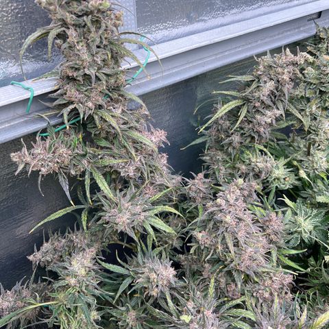 Blueberry Kush Automatic growlog timeline photo