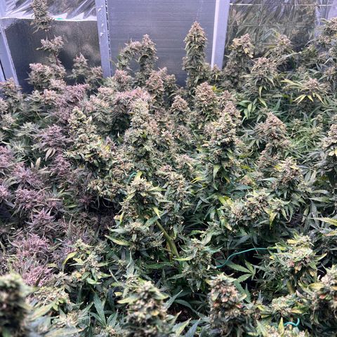 The volunteer (Maui Waui) growlog timeline photo
