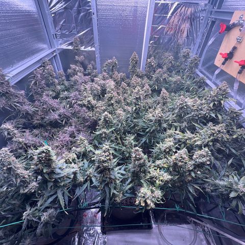 The volunteer (Maui Waui) growlog timeline photo