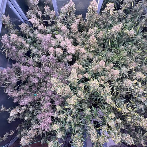The volunteer (Maui Waui) growlog timeline photo
