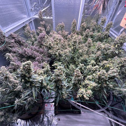 The volunteer (Maui Waui) growlog timeline photo