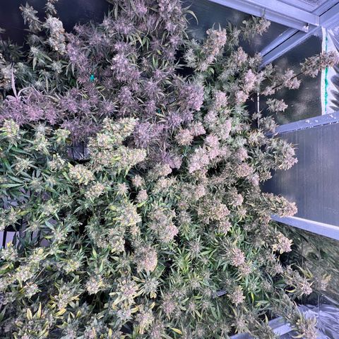 The volunteer (Maui Waui) growlog timeline photo