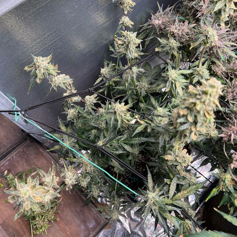 The volunteer (Maui Waui) growlog timeline photo