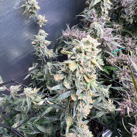 The volunteer (Maui Waui) growlog timeline photo