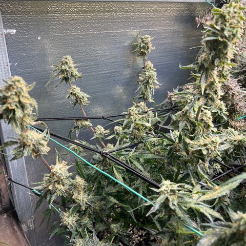 The volunteer (Maui Waui) growlog timeline photo