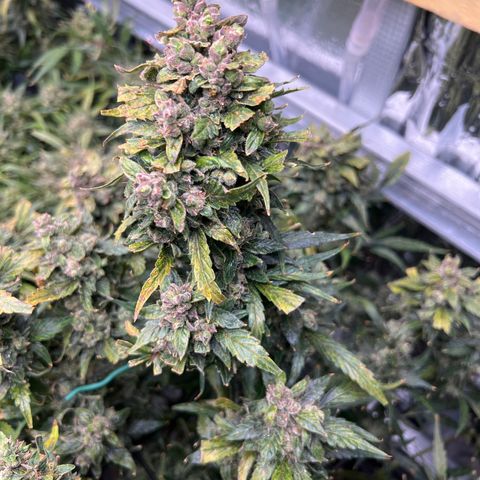 Maui waui 2 growlog timeline photo