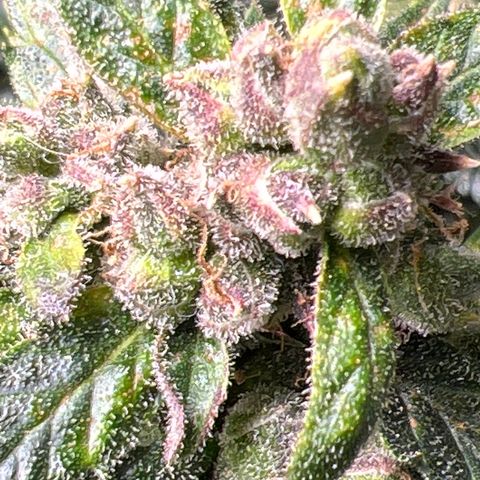 Maui waui 2 growlog timeline photo