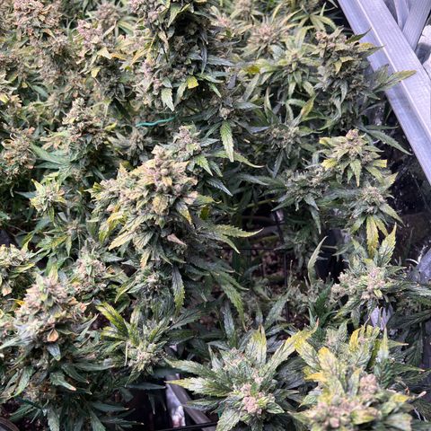 Maui waui 2 growlog timeline photo