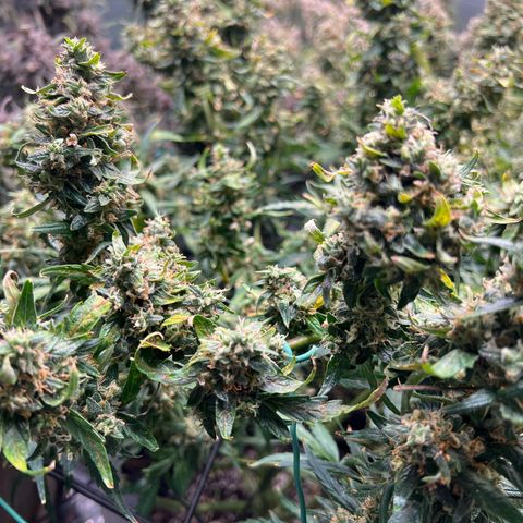 Original Auto Jack Herer growlog timeline photo