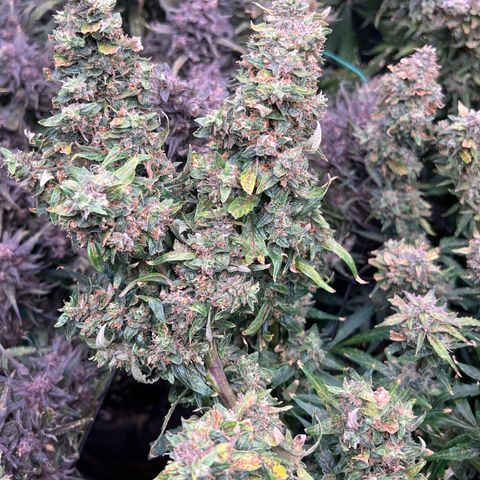 Original Auto Jack Herer growlog timeline photo