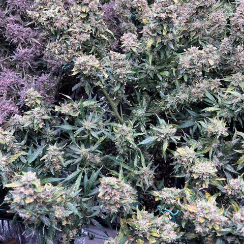 Original Auto Jack Herer growlog timeline photo