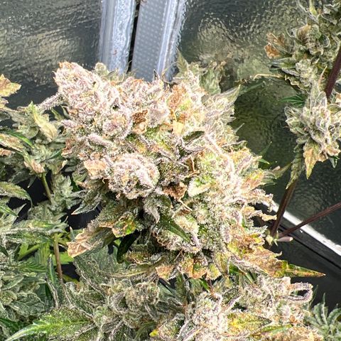 Arctic Sunset growlog timeline photo