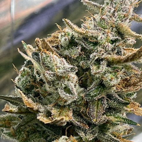 Arctic Sunset growlog timeline photo