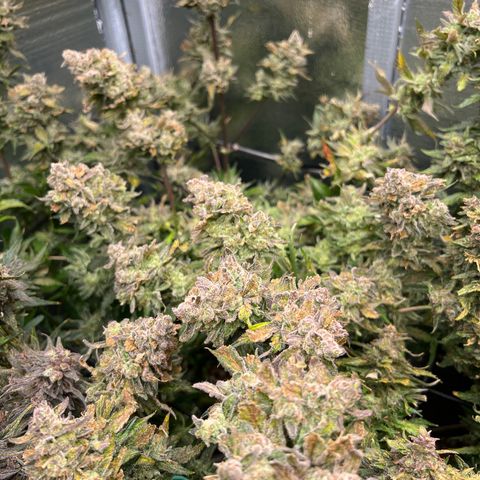 Arctic Sunset growlog timeline photo