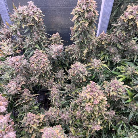 Mimosa Cake Auto growlog timeline photo