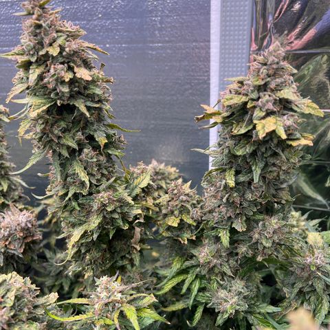 Mimosa Cake Auto growlog timeline photo
