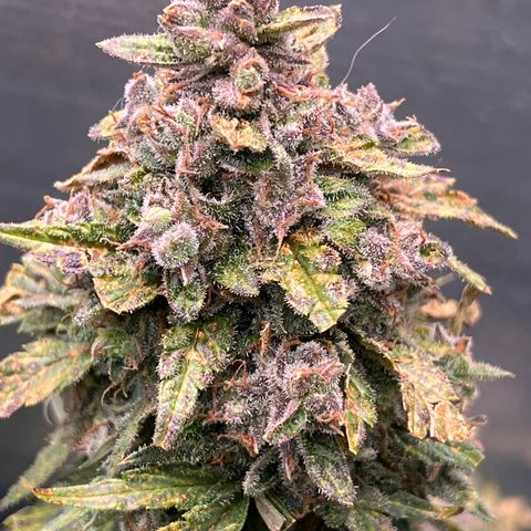 Mimosa Cake Auto growlog timeline photo