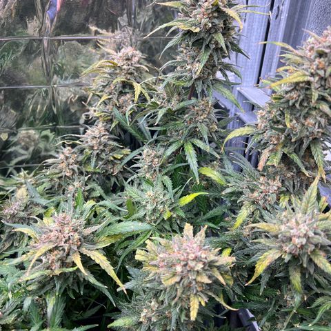 Wedding Glue Auto growlog timeline photo