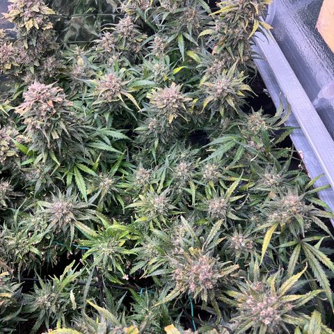 Wedding Glue Auto growlog timeline photo