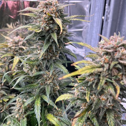 Wedding Glue Auto growlog timeline photo
