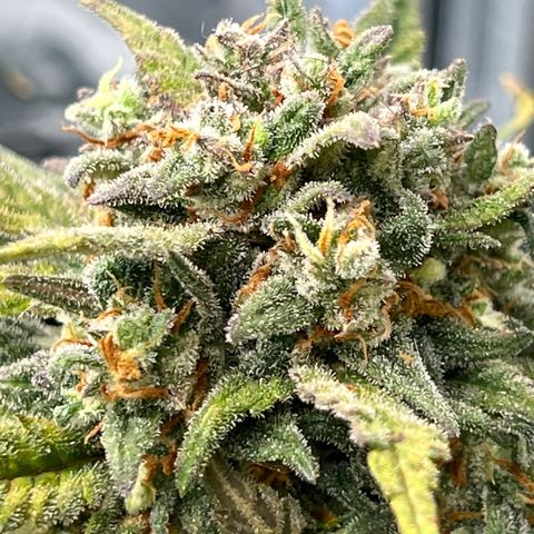 Wedding Glue Auto growlog timeline photo